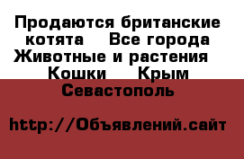 Продаются британские котята  - Все города Животные и растения » Кошки   . Крым,Севастополь